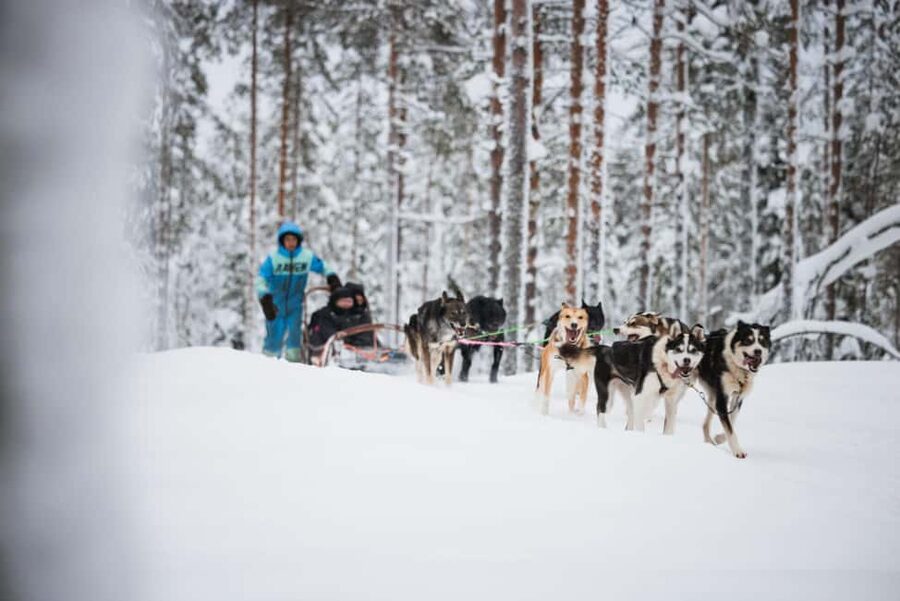 Levi: Husky and Reindeer Farm Tour with Sled Ride - Key points at a glance