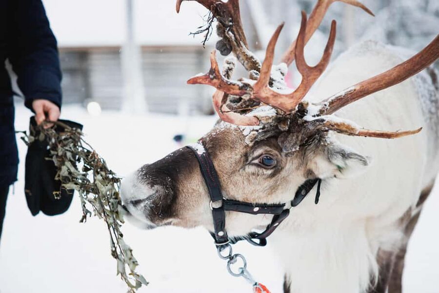 Levi: Husky and Reindeer Farm Tour with Sled Ride - Leaving Levi for a snowy farm