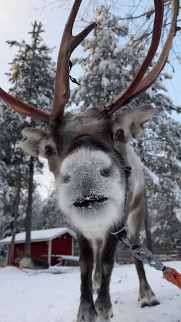 Levi: Husky and Reindeer Farm Tour with Sled Ride - Two groups keep the visit moving
