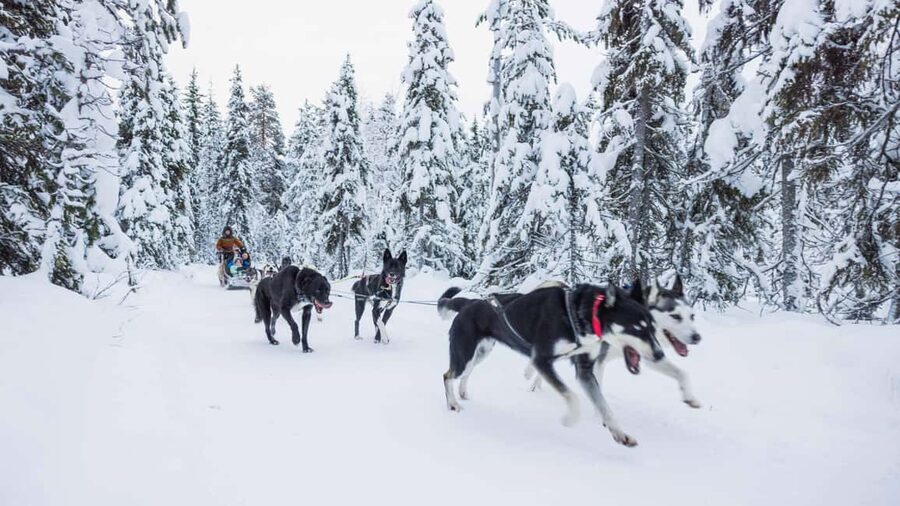 Levi: Husky and Reindeer Farm Tour with Sled Ride - Who will enjoy this Levi tour?