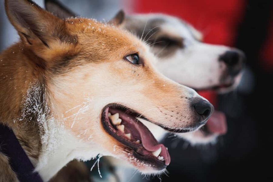 Levi: Husky and Reindeer Farm Tour with Sled Ride - Planning the pickup and cancellation