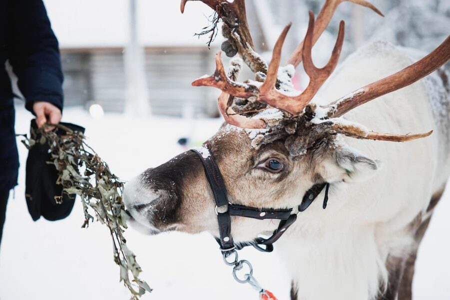 Levi: Husky and Reindeer Farm Visit with Snowmobiling - Before you leave Levi