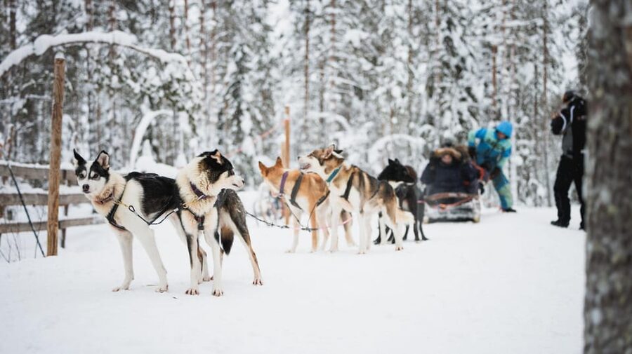 Levi: Husky and Reindeer Farm Visit with Snowmobiling - Meeting the Alaskan Huskies