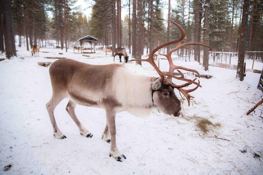 Levi: Reindeer Farm E-Fatbike Safari - Who should book this Levi safari?