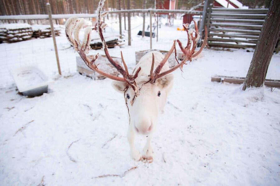 Levi: Reindeer Farm E-Fatbike Safari - A balanced verdict on the three-hour route