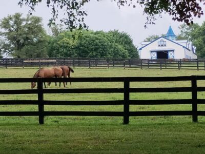 Unique Horse Farm Tours with Insider Access to Private Farms