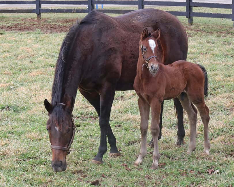 Lexington: Thoroughbred Horse Farm Tour and Scenic Bluegrass - How the guides shape the experience