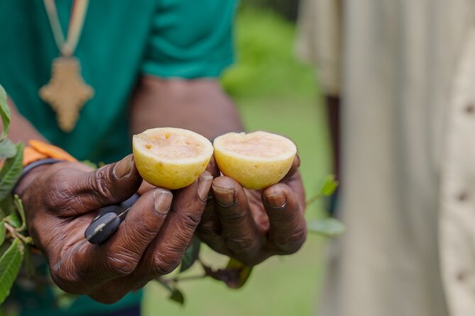 Liamuiga Natural Farm Tour - St.Kitts' Coffee Farm - Coffee, trees, and stories from the farm
