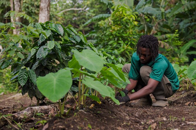 Liamuiga Natural Farm Tour - St.Kitts' Coffee Farm - Booking details worth knowing