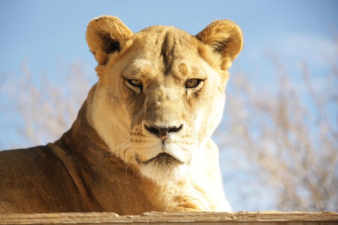 Lion Habitat Ranch Admission Ticket in Las Vegas - Key Points Before You Go
