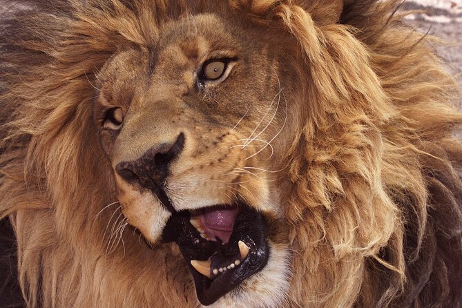 Lion Habitat Ranch Admission Ticket in Las Vegas - Getting Close to Lions in Las Vegas