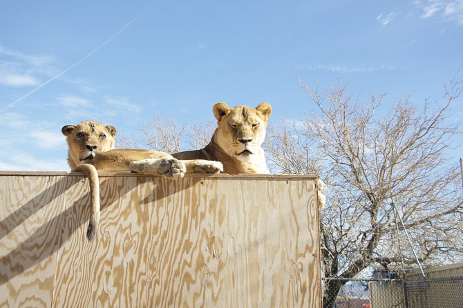 Lion Habitat Ranch Admission Ticket in Las Vegas - Keeper Talks Add the Meaning