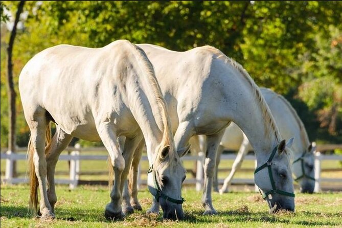 Lipica stud farm and Piran Tour from Ljubljana - Two hours around Tartini Square