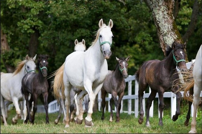 Lipica stud farm and Piran Tour from Ljubljana - Food, swimming, and free-time choices