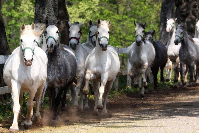 Lipica Stud Farm and Skocjan Caves from Koper - Why this Koper day trip works so well