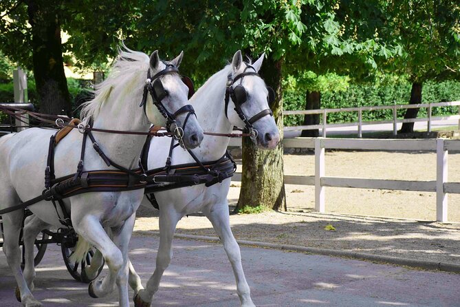 Lipica Stud Farm and Skocjan Caves from Koper - Pickup from Koper and timing details