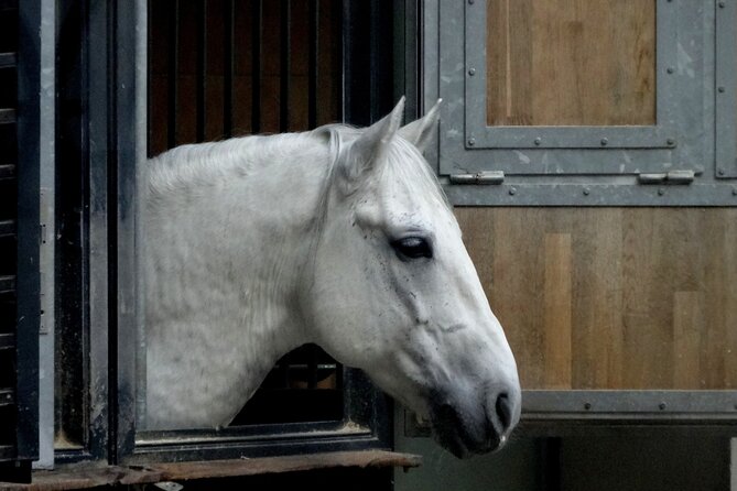 Lipica Stud Farm and Skocjan Caves from Koper - Is $134.68 a fair price?