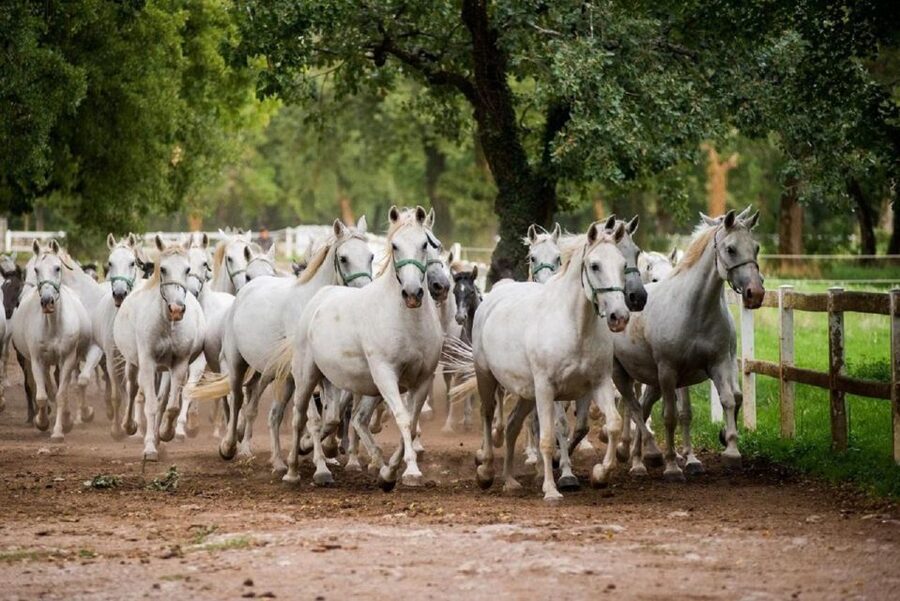 Lipica Stud Farm and Škocjan Caves from Trieste - Key points at a glance