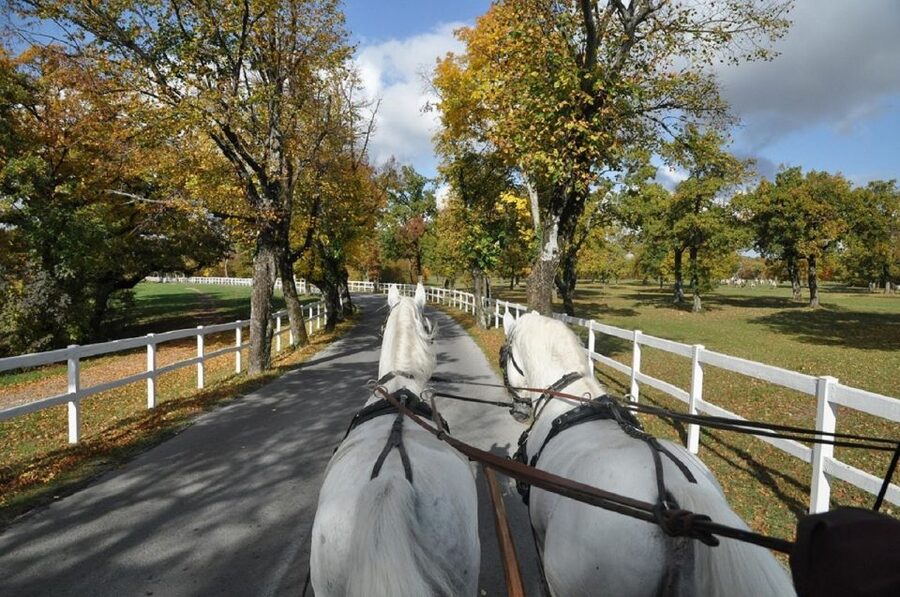Lipica Stud Farm and Škocjan Caves from Trieste - Who should book this trip?