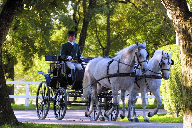 Lipica Stud Farm- Private Experience from Koper - Why Lipica matters beyond the white horses