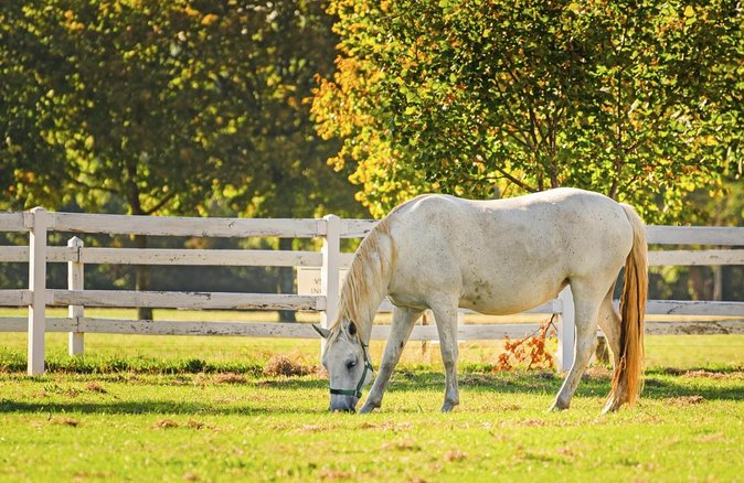 Lipica Stud Farm- Private Experience from Koper - Two hours beneath the trees at Lipica