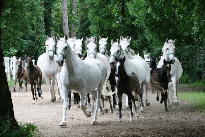 Lipica Stud Farm- Private Experience from Koper - Practical details before you book