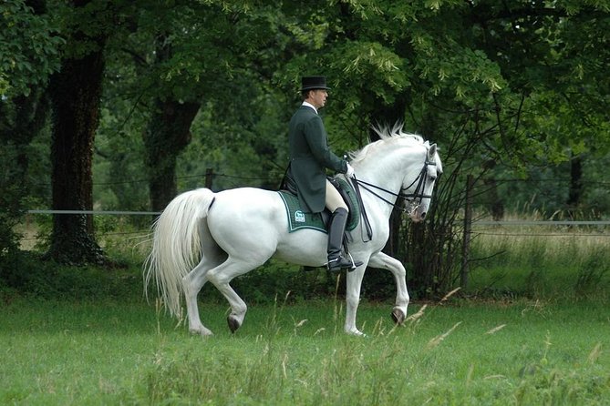 Lipica Stud Farm- Private Experience from Koper - The Trieste return route adds a second story