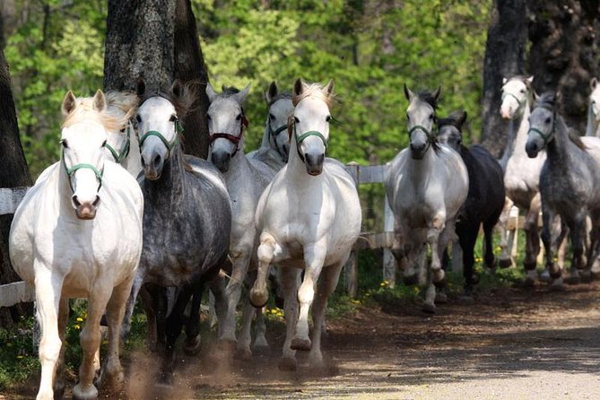 Lipica Stud Farm & Skocjan Caves - Small Group Tour from Trieste - Škocjan Caves and the underground Reka River