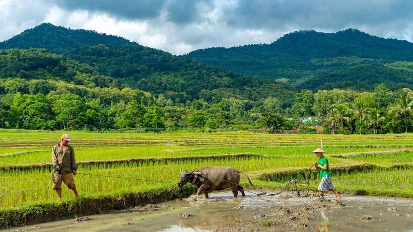 Living Land Farm Rice Experience - Why Living Land Farm makes rice the main event