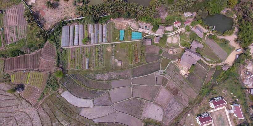Living Land Farm Rice Experience - Guiding the buffalo plough