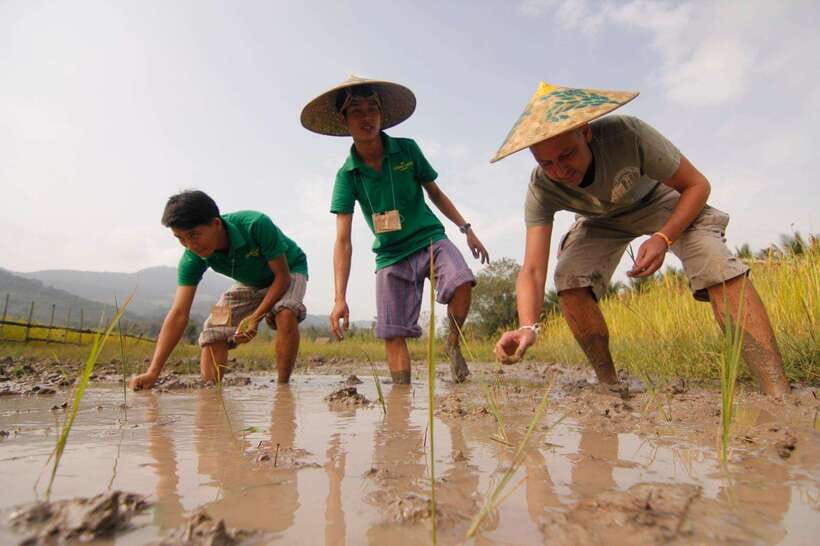 Living Land Farm Rice Experience - The short journey from Luang Prabang to the fields