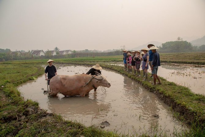 Living Land Rice Farming Experience - Starting in the paddy at Living Land Farm