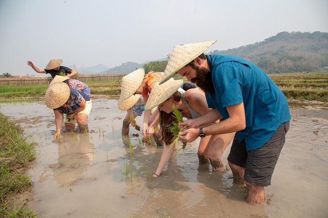 Living Land Rice Farming Experience - Price, group size, and overall value