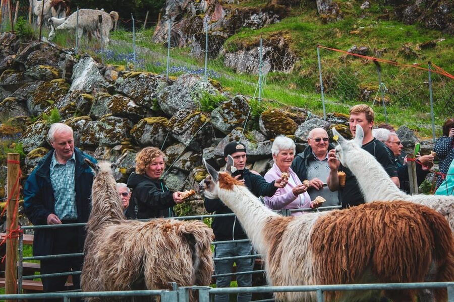 Ljøen, Hellesylt: Ljøen Farm Tour - Meeting the llamas and sheep
