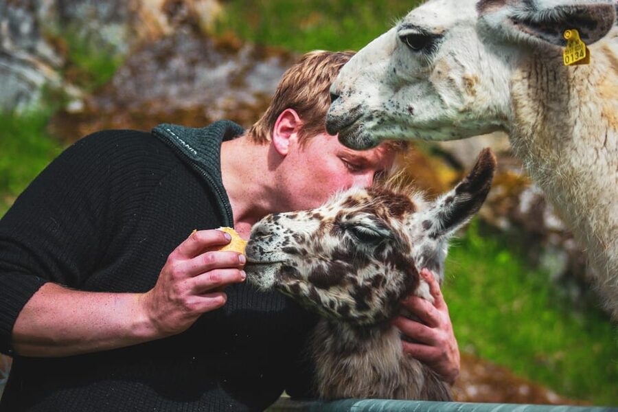 Ljøen, Hellesylt: Ljøen Farm Tour - Who will enjoy this farm visit most