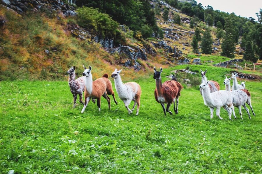 Ljøen, Hellesylt: Ljøen Farm Tour - The view from the mountain cliff