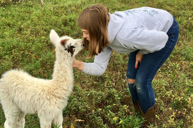Llama/Alpaca Hike and Farm Tour - Key points at a glance