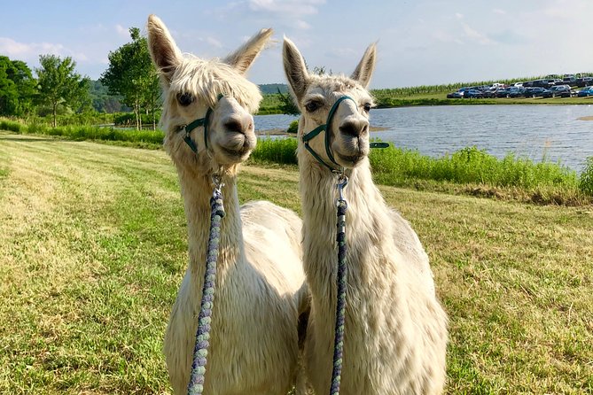 Llama/Alpaca Hike and Farm Tour - The 1850 homestead and Hudson Valley setting