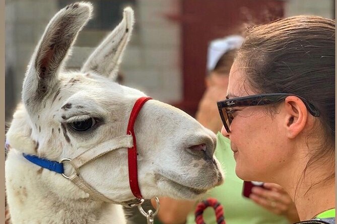 Llama/Alpaca Hike and Farm Tour - Llama selfies and a stop at the farm store