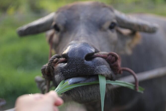 Local Farming Experience in Chiang Mai, Thailand - Learning how rice begins in the nursery