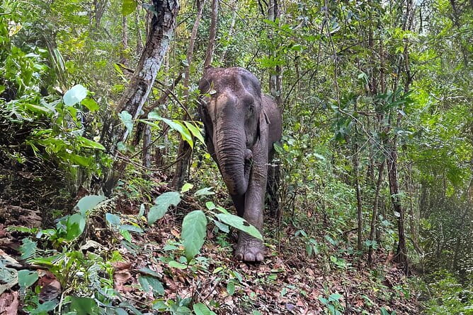 Local Farming Experience in Chiang Mai, Thailand - What the price means at $58.60