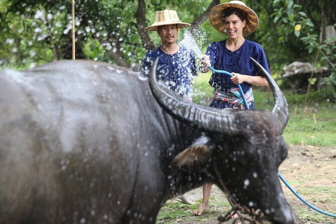 Local Farming Experience in Chiang Mai, Thailand - Meeting Riam, the Thai buffalo