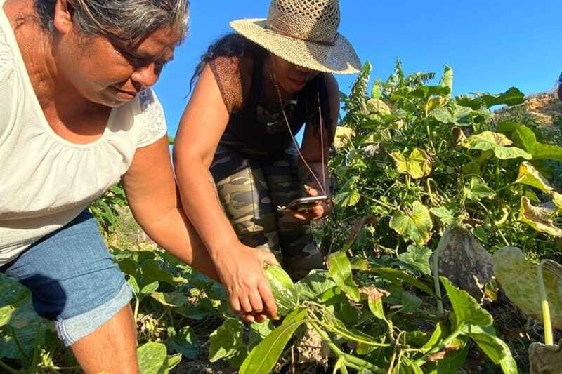 Los Cabos: Azteca Cactus Taco Farm to Table Cooking Class - A natural beach walk with a cultural purpose