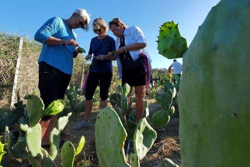 Los Cabos: Azteca Cactus Taco Farm to Table Cooking Class - Meeting goats and seeing local farm life