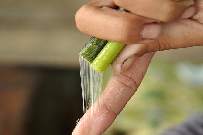 Lotus Silk Farm: Discover Learn and Experiment the Lotus Flower - Timing, meeting point, and group size