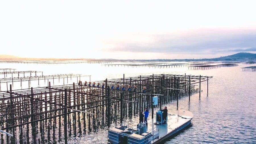 Loupian: Tour guide of our oyster farm and tasting - Why this small farm visit is worth your time