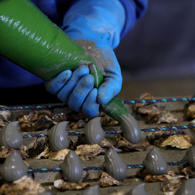 Loupian: Tour guide of our oyster farm and tasting - The tasting: several oysters and a white wine