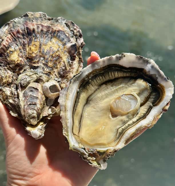 Loupian: Tour guide of our oyster farm and tasting - A 1.5-hour stop that fits a Sète-area day
