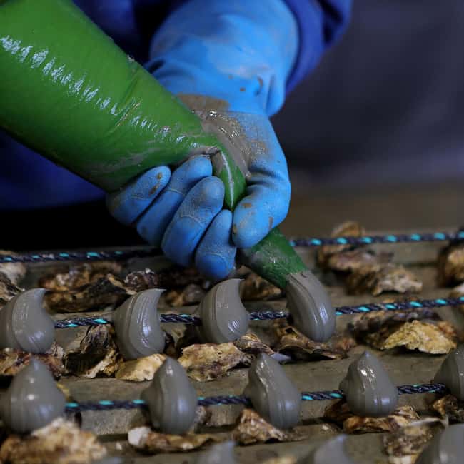 Loupian: Tour guide of our oyster farm and tasting - Practical details before you go