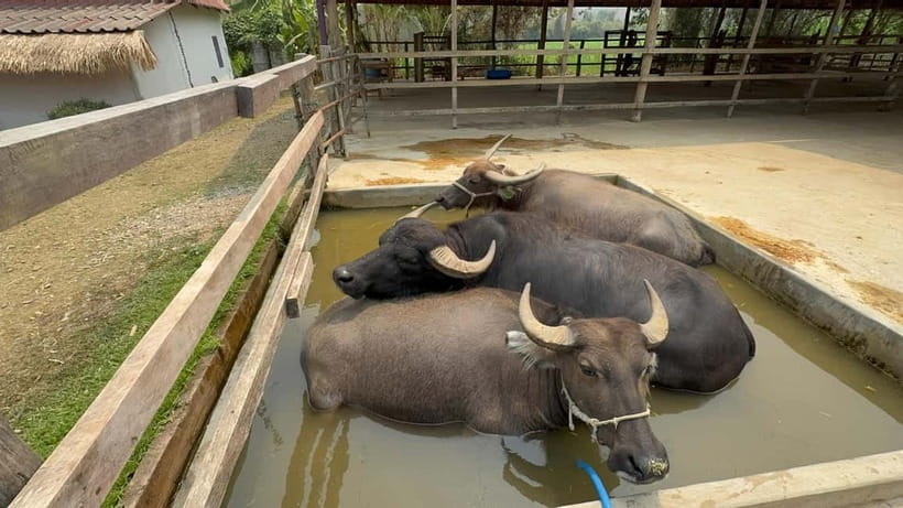 Luang Prabang: Farm Tour and Buffalo Buffet Adventure - The buffalo bath spa is more than a photo opportunity